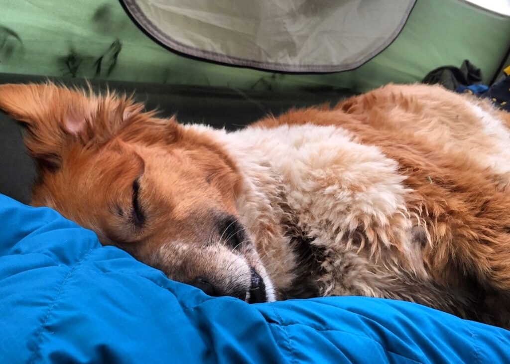 A fluffy tan and white dog sleeping peacefully with its eyes closed, resting its head on a bright blue sleeping bag inside a green tent.
