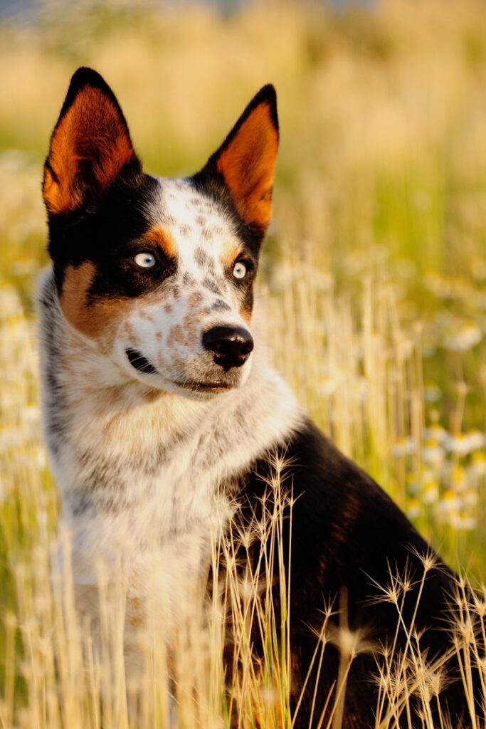 A close-up, vertical shot shows a medium-sized dog with striking light blue eyes, likely an Australian Cattle Dog mix, sitting in a field of tall, golden-brown grass and small white wildflowers.