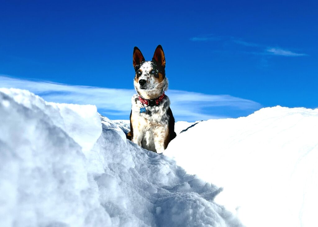 A black and tan cattle dog sits comfortably in snow, gazing out.