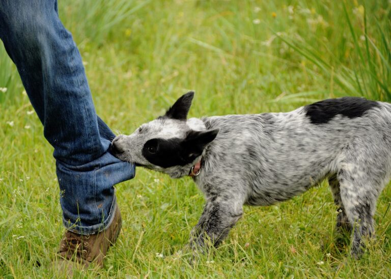 A speckled black-and-white puppy, likely a Blue Heeler mix, playfully bites and pulls at the denim pant leg of a person wearing brown boots in a grassy field.