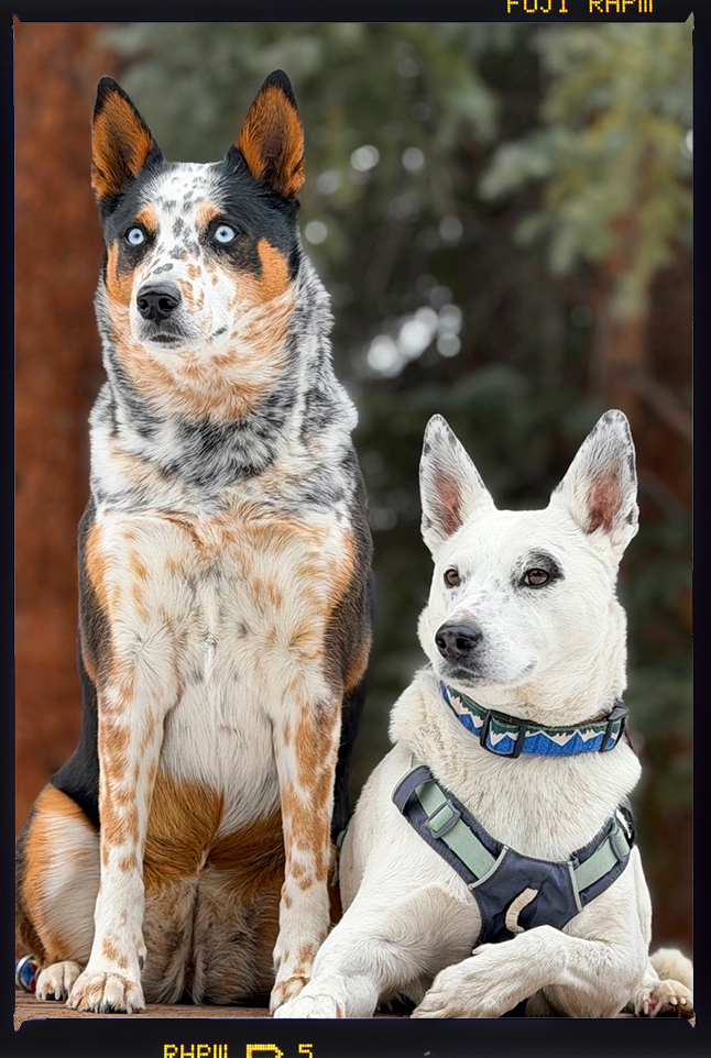 A medium-sized dog with striking blue eyes and a speckled black, white, and tan coat sits in a field of tall, golden grass. The scene is captured in warm, late-afternoon light, with a softly blurred background of wildflowers.