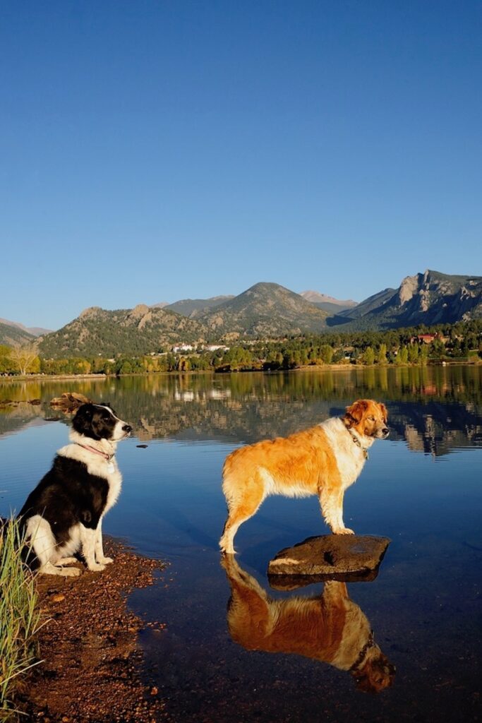 This image features two dogs, Cinda and Indigo, posing by a calm lake with a mountain backdrop: